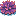 大きな皿サンゴ