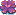 皿サンゴ
